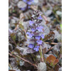 Dąbrówka 'Black Scallop' | Ajuga reptans