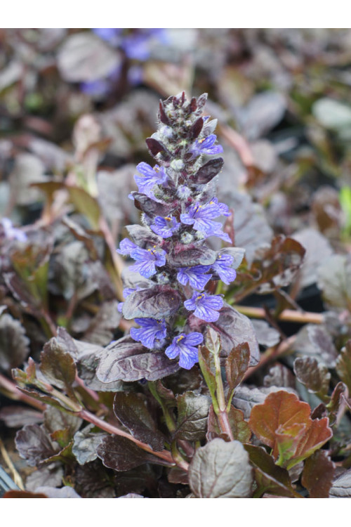 Dąbrówka 'Black Scallop' | Ajuga reptans