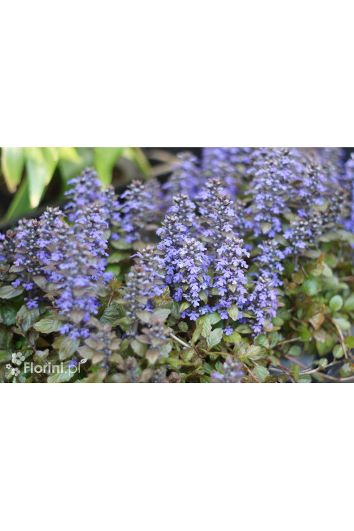 Dąbrówka 'Black Scallop' | Ajuga reptans