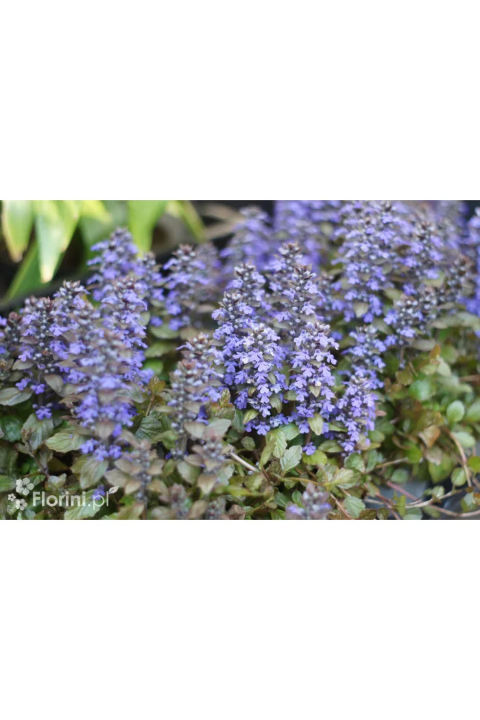 Dąbrówka 'Black Scallop' | Ajuga reptans