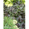 Dąbrówka 'Black Scallop' | Ajuga reptans