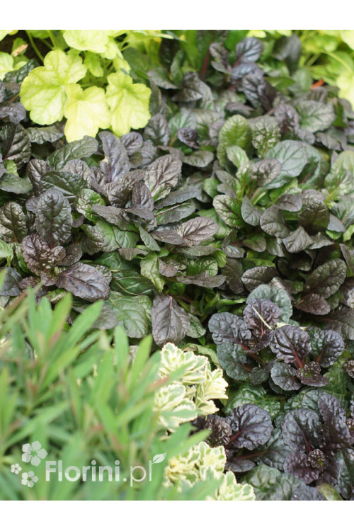 Dąbrówka 'Black Scallop' | Ajuga reptans