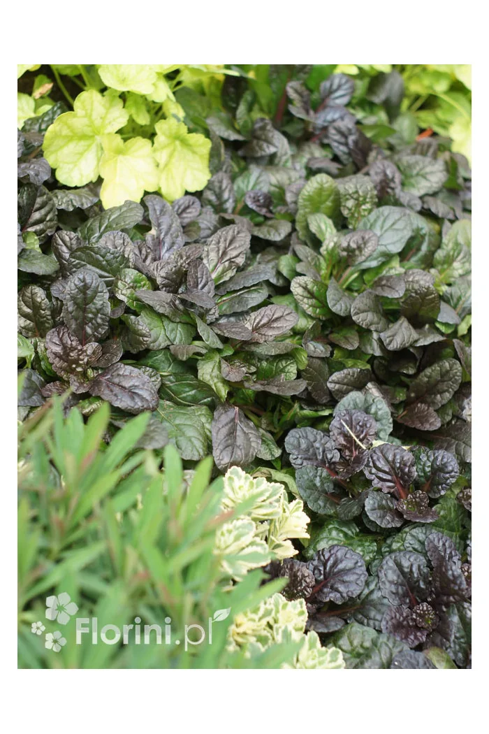 Dąbrówka 'Black Scallop' | Ajuga reptans