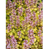 Dąbrówka 'Gold Chang' | Ajuga reptans