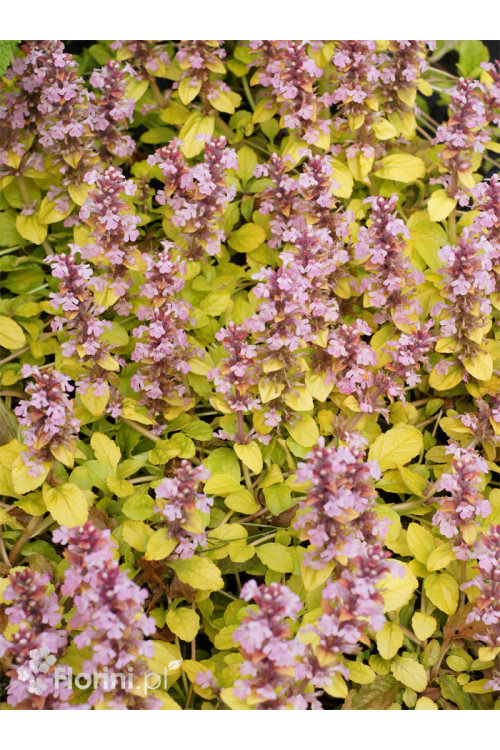Dąbrówka 'Gold Chang' | Ajuga reptans