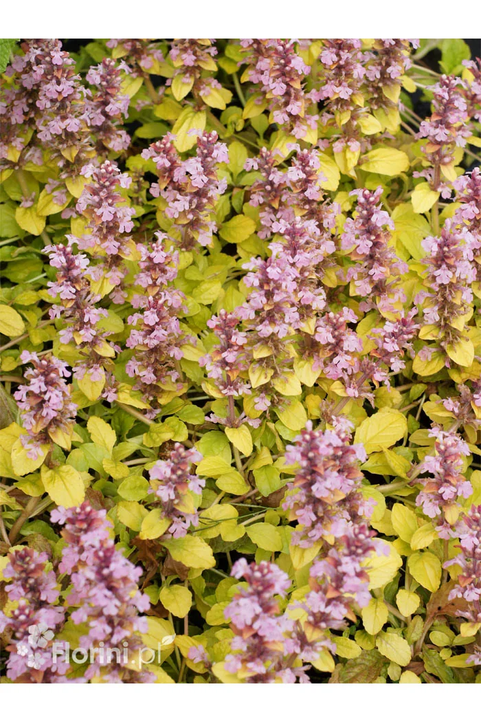 Dąbrówka 'Gold Chang' | Ajuga reptans