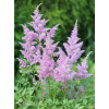 Tawułka arendsa 'Amerika' | Astilbe arendsii