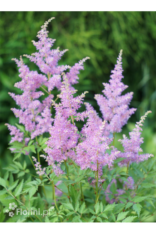 Tawułka arendsa 'Amerika' | Astilbe arendsii