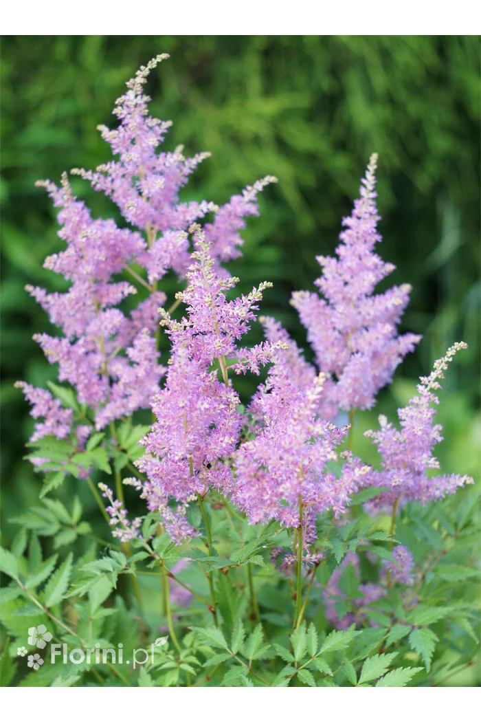 Tawułka arendsa 'Amerika' | Astilbe arendsii