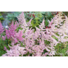 Tawułka arendsa 'Amerika' | Astilbe arendsii