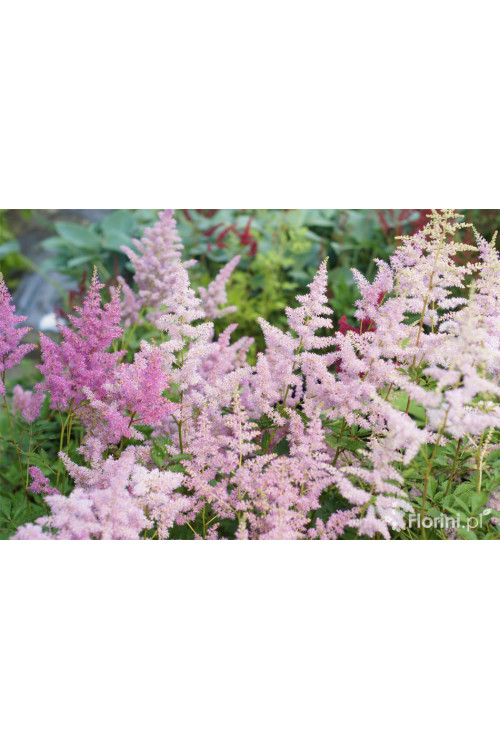 Tawułka arendsa 'Amerika' | Astilbe arendsii