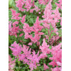 Tawułka arendsa 'Mainz' | Astilbe arendsii