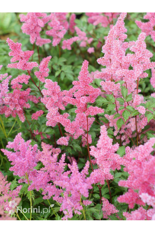 Tawułka arendsa 'Mainz' | Astilbe arendsii