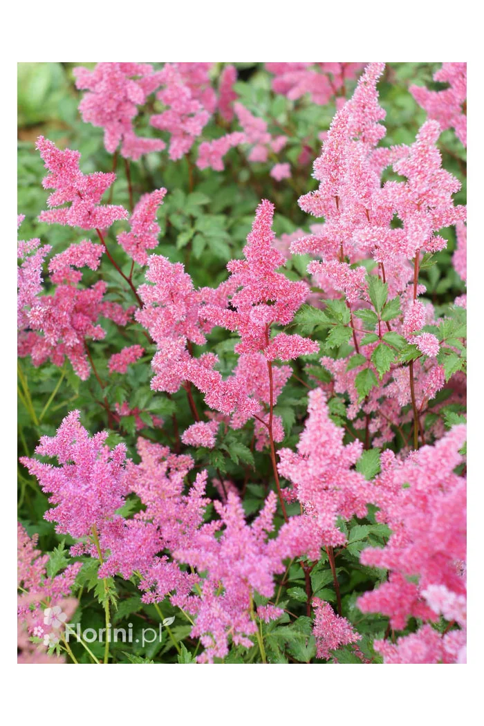 Tawułka arendsa 'Mainz' | Astilbe arendsii
