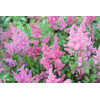 Tawułka arendsa 'Mainz' | Astilbe arendsii