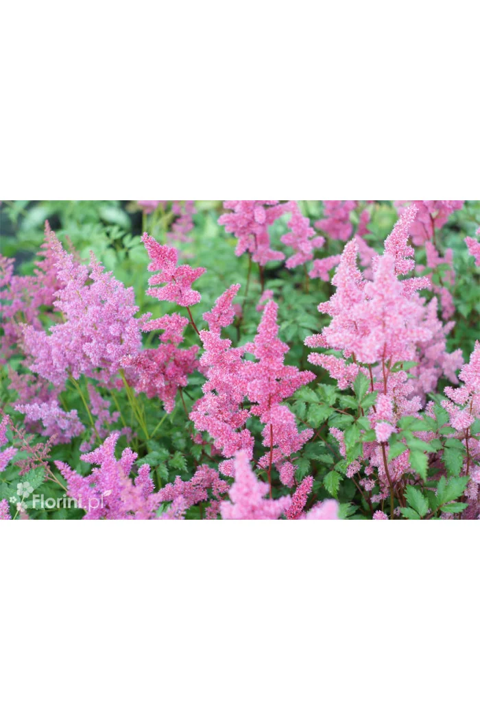 Tawułka arendsa 'Mainz' | Astilbe arendsii