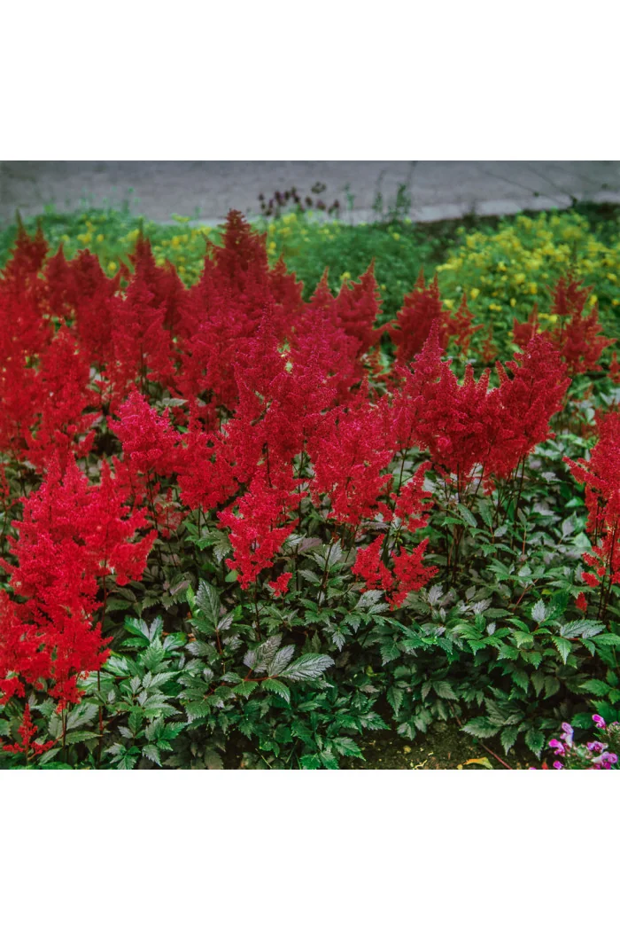 Tawułka japońska 'Montgomery' | Astilbe japonica