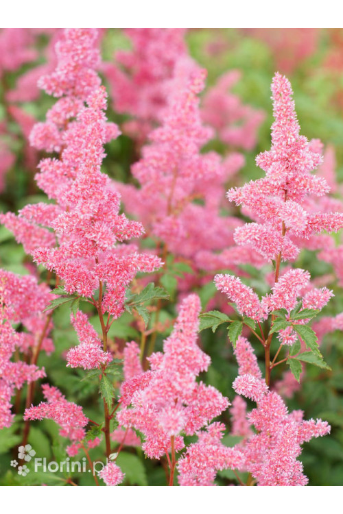 Tawułka arendsa 'Vesuvius' | Astilbe arendsii