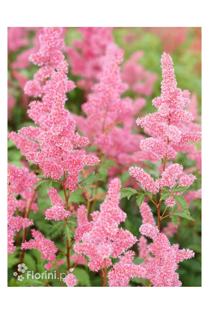 Tawułka arendsa 'Vesuvius' | Astilbe arendsii