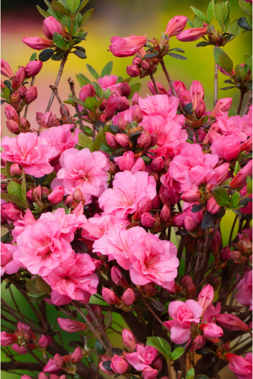 Azalia japońska 'Babuschka' | Azalea japonica