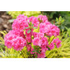 Azalia japońska 'Babuschka' | Azalea japonica
