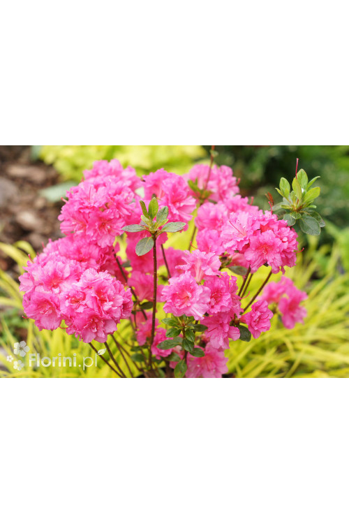 Azalia japońska 'Babuschka' | Azalea japonica