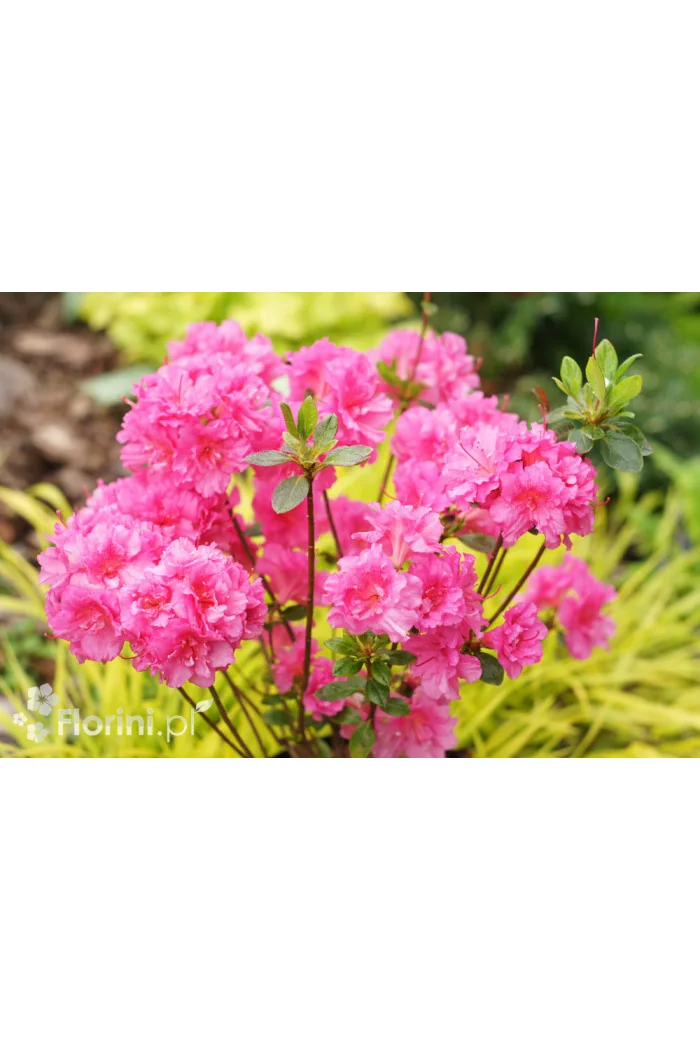 Azalia japońska 'Babuschka' | Azalea japonica
