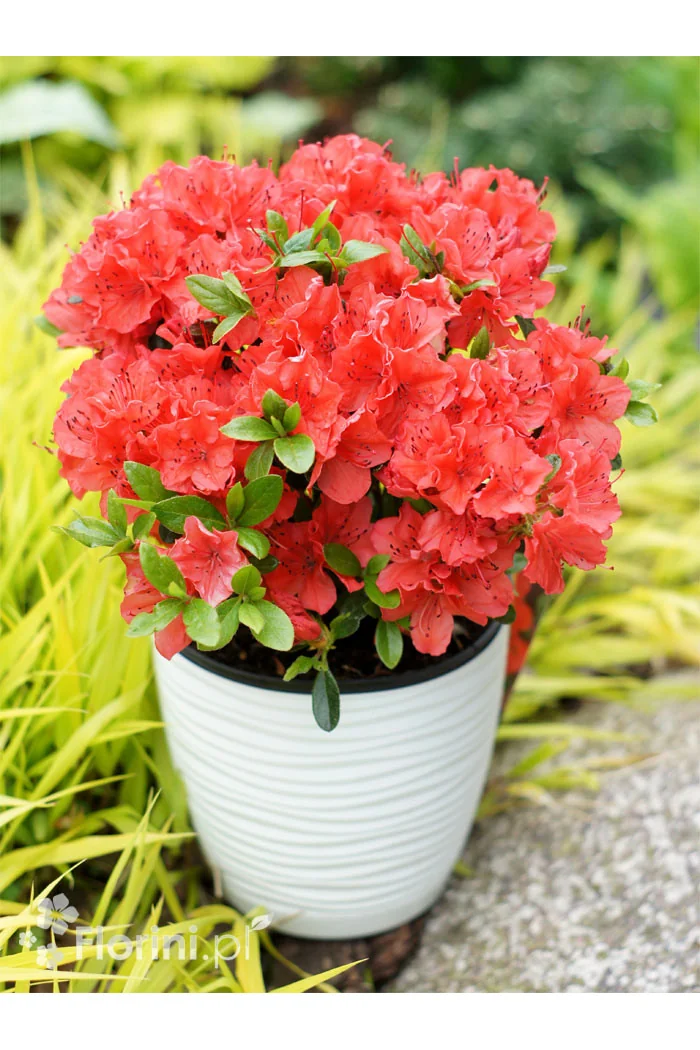 Azalia japońska 'Geisha Orange' | Azalea japonica