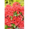 Azalia japońska 'Geisha Orange' | Azalea japonica
