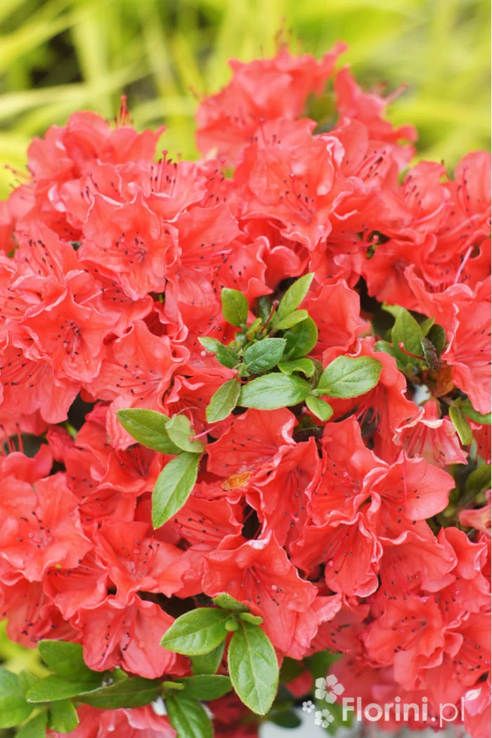 Azalia japońska 'Geisha Orange' | Azalea japonica