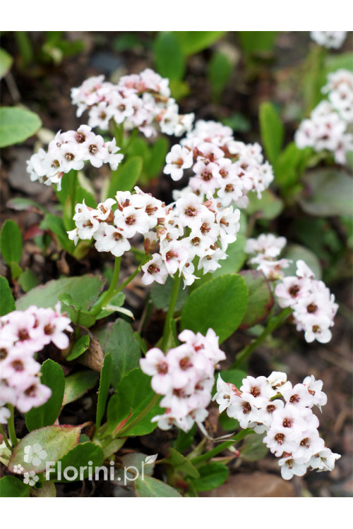 Bergenia sercolistna 'Silberlicht' Bergenia cordifolia