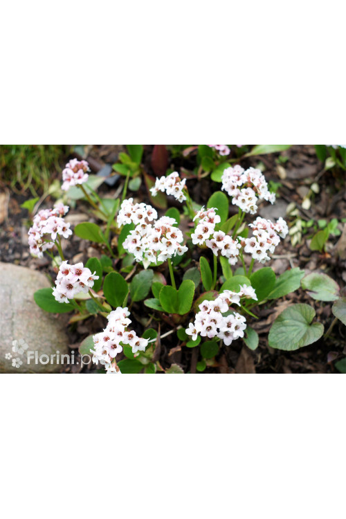 Bergenia sercolistna 'Silberlicht' Bergenia cordifolia