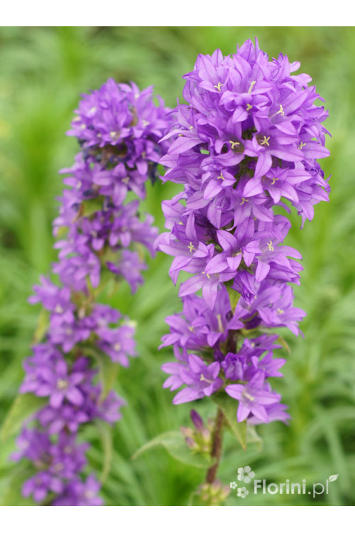 Dzwonek skupiony 'Blue Crown' Campanula glomerata
