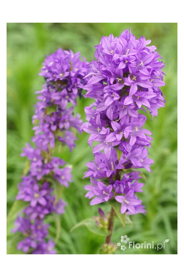 Dzwonek skupiony 'Blue Crown' Campanula glomerata