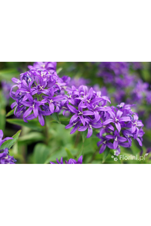 Dzwonek skupiony 'Blue Crown' Campanula glomerata