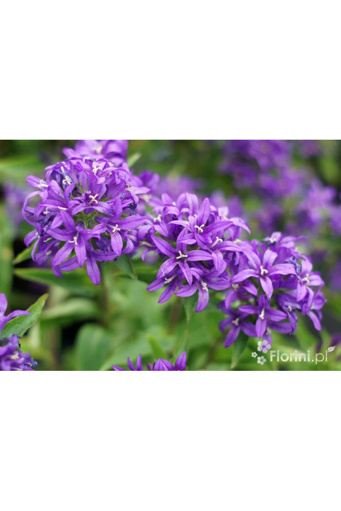 Dzwonek skupiony 'Blue Crown' Campanula glomerata