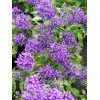 Dzwonek skupiony 'Blue Crown' Campanula glomerata