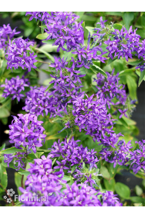 Dzwonek skupiony 'Blue Crown' Campanula glomerata