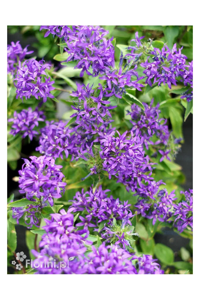 Dzwonek skupiony 'Blue Crown' Campanula glomerata