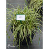 Turzyca Morrowa 'Vanilla Ice' | Carex morrowii