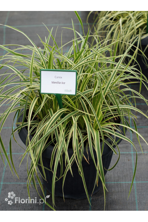 Turzyca Morrowa 'Vanilla Ice' | Carex morrowii