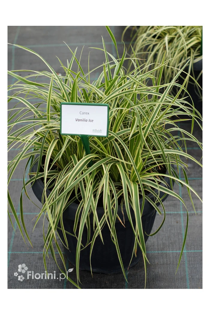 Turzyca Morrowa 'Vanilla Ice' | Carex morrowii