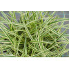 Turzyca Morrowa 'Vanilla Ice' | Carex morrowii