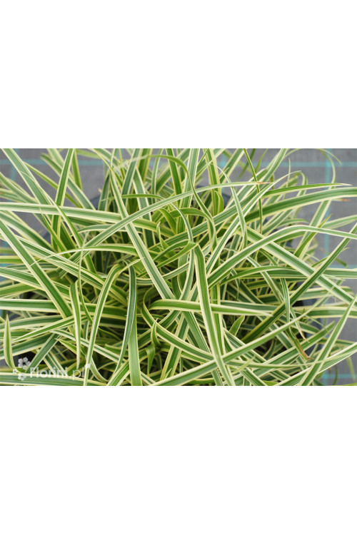 Turzyca Morrowa 'Vanilla Ice' | Carex morrowii