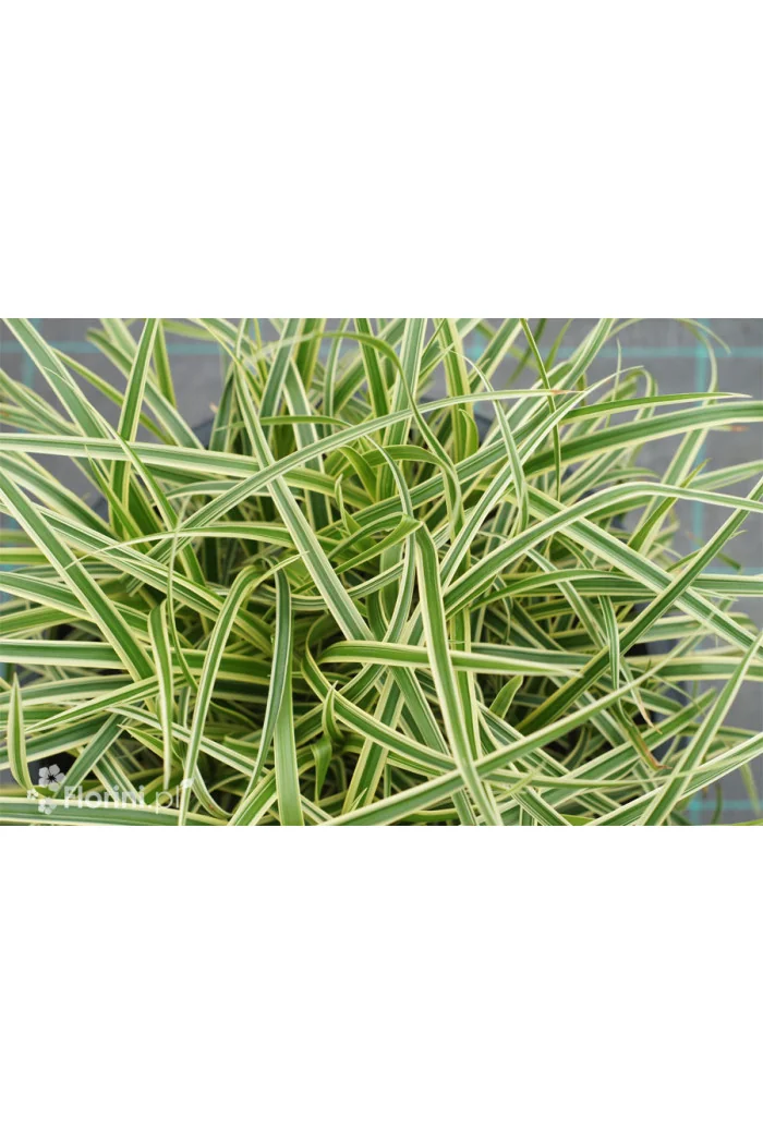Turzyca Morrowa 'Vanilla Ice' | Carex morrowii