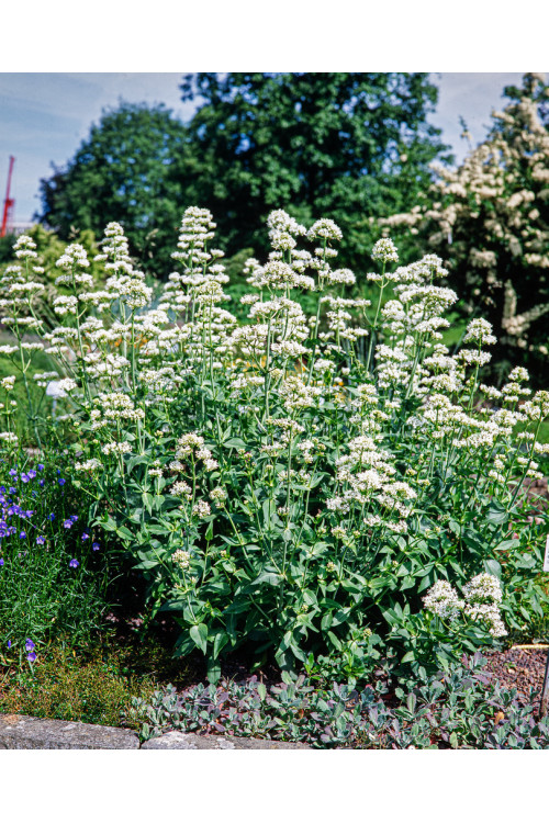 Ostrogowiec czerwony 'Album' | Centranthus ruber