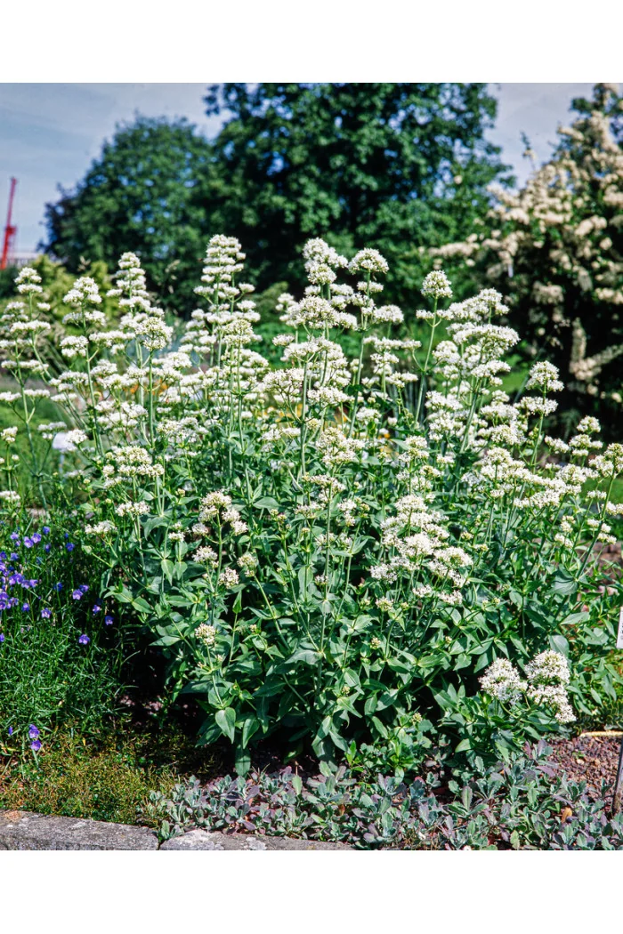Ostrogowiec czerwony 'Album' | Centranthus ruber