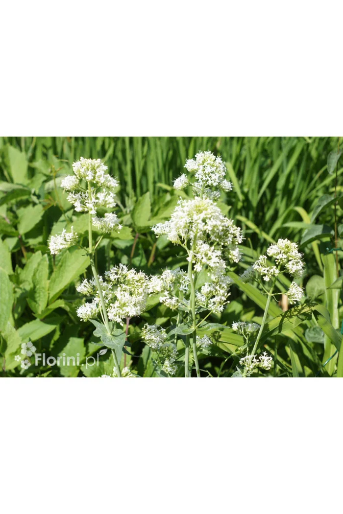 Ostrogowiec czerwony 'Album' | Centranthus ruber