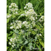 Ostrogowiec czerwony 'Album' | Centranthus ruber