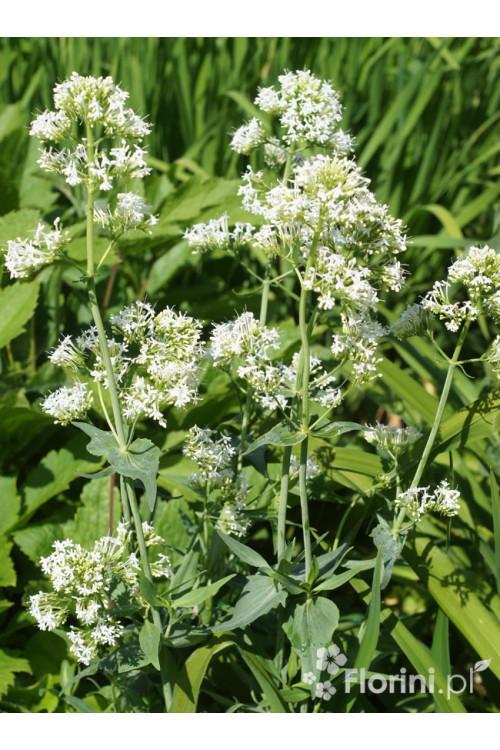 Ostrogowiec czerwony 'Album' | Centranthus ruber